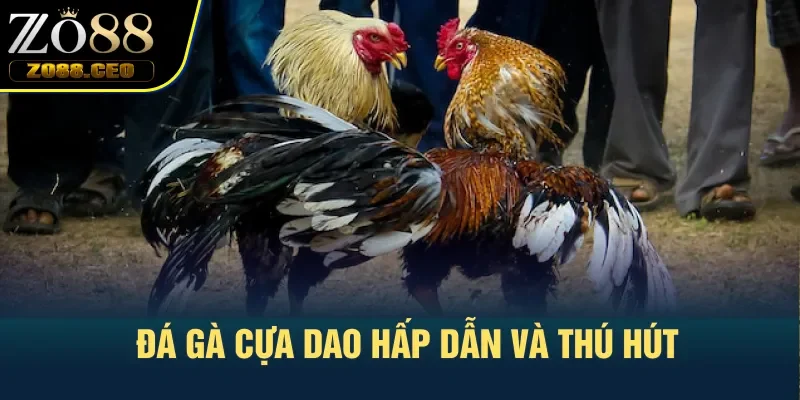 Đá gà cựa dao hấp dẫn và thú hút