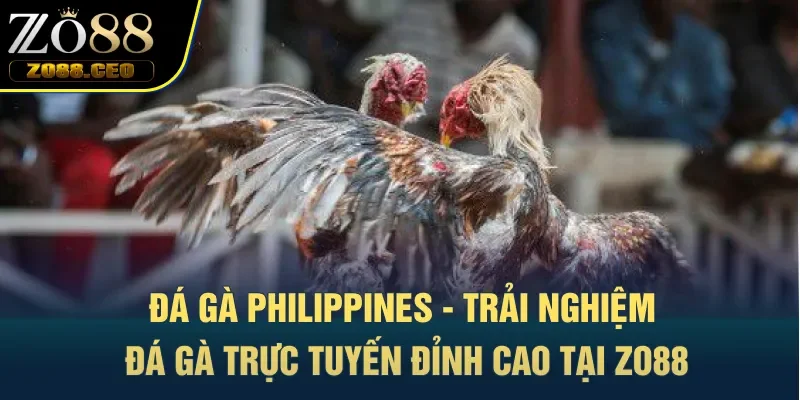 đá gà Philippines