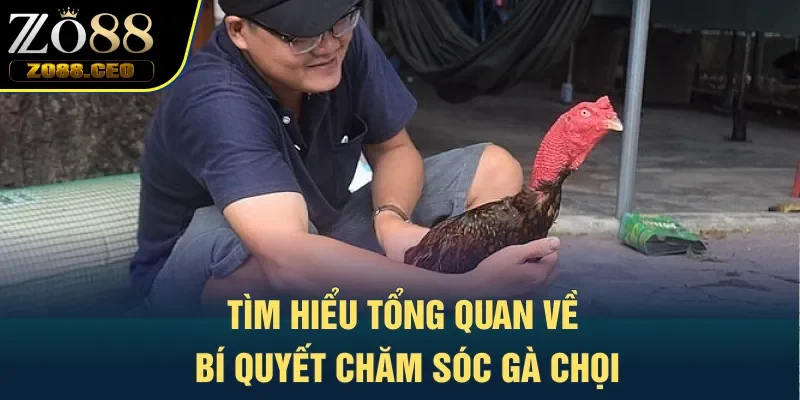 Tìm hiểu tổng quan về bí quyết chăm sóc gà chọi