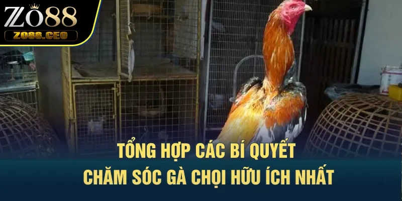 Tổng hợp các bí quyết chăm sóc gà chọi hữu ích nhất