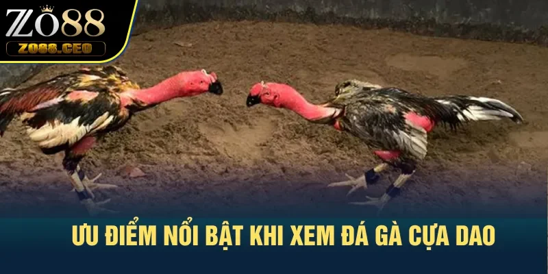 Ưu điểm nổi bật khi xem đá gà cựa dao